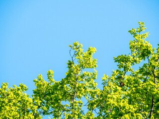 Spring branch and foliage against blue sky - free place to copy text - copy space