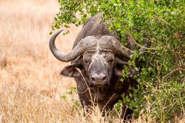Wonderful portrait of Kenya buffalo. Tsavo West National Park. Kenya