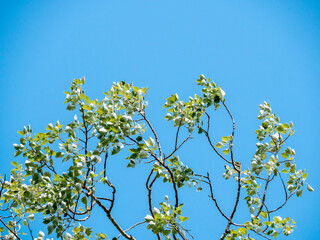 Fototapeta premium Spring branch and foliage against blue sky - free place to copy text - copy space