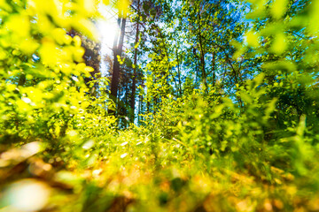 View from under the grass in the forest. Beautiful nature. Sunlight passes through the foliage....