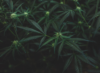 Plantacion de amnesia haze en etapa de floracion