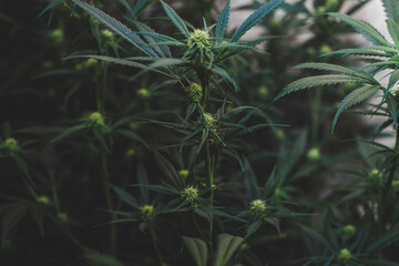 Plantacion de amnesia haze en etapa de floracion