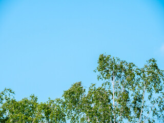 Spring branch and foliage against blue sky - free place to copy text - copy space