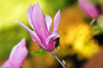 Blooming magnolia tree, spring flower plant, blurred background