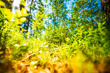 View from under the grass in the forest. Beautiful nature. Sunlight passes through the foliage. Blue sky. Russia, Europe.