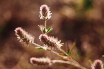 thistle flower in spring