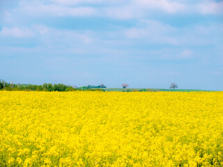 Obraz premium Landscape with a rapeseed field with yellow flowers in the foreground, and the French countryside in the background