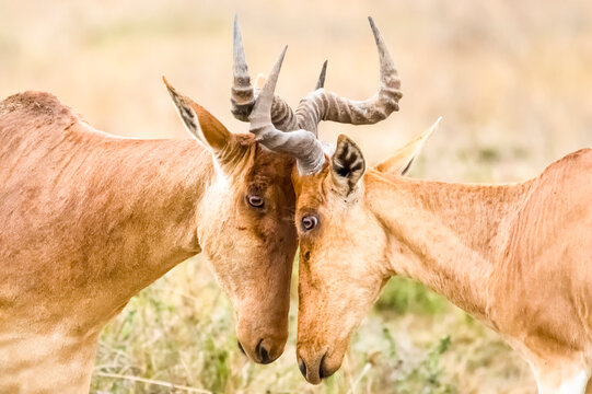 Kongone antelopes fight with each other. Nairobi National Park, Kenya