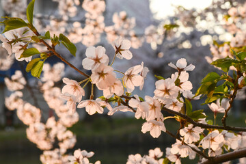ソメイ吉野