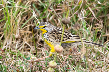 Yellow-throated longclaw. Nairobi National Park