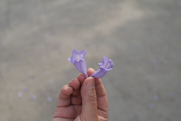 Jacarandas 