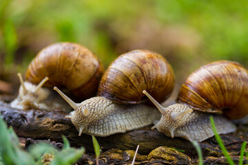 Escargot, edibel snail from Europe. Group of snails in nature.