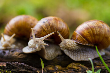 Escargot, edibel snail from Europe. Group of snails in nature.