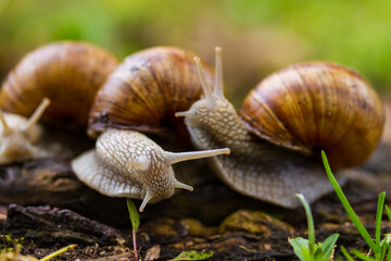 Escargot, edibel snail from Europe. Group of snails in nature.