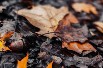 Herbstboden