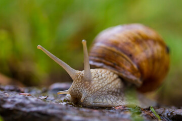 Escargot, edibel snail from Europe. Singel snails in nature.
