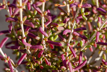 Background image of close-up red purple bush of zygophyllum fontanesii in nature park of Jandia on deserted island Fuerteventura