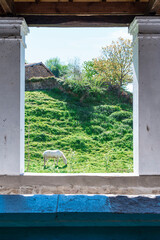 White horse grazing in a green meadow in a village in Asturias.The photograph is taken in vertical format and has a composition of a natural frame formed by two columns.