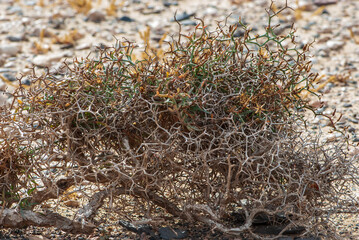 Background image of african almost dried bush of launaea arborescens with sharp thorns or spikes in nature park of Jandia