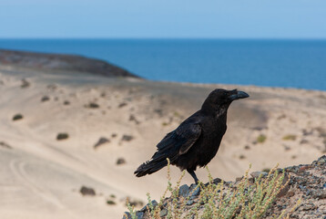 Fototapeta premium Black raven with blue feathers and black beak in nature park of Jandia on deserted island Fuerteventura