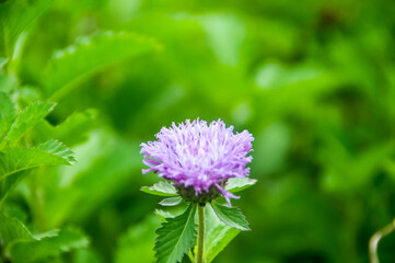 Obraz premium flower of a clover