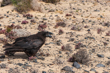 Two black ravens with blue feathers and black beak in nature park of Jandia