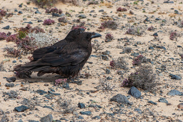 Two black ravens with blue feathers and black beak in nature park of Jandia