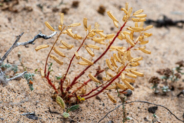 Close-up small plant  with red stem and yellow leaves in naturpark of Jandia