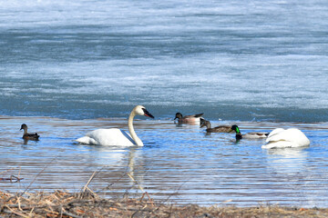 Migratory waterfowl gather in the open water of a thawing Reflections Lake, Alaska