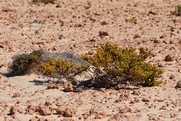 Close-up african bush of green yellow zygophyllum with sub-cylindrical or curved leaves fontanesii in nature park of Jandia on deserted island Fuerteventura