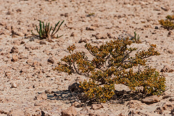Close-up african bush of green yellow zygophyllum with sub-cylindrical or curved leaves fontanesii in nature park of Jandia on deserted island Fuerteventura