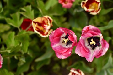 Tulips from above with green background