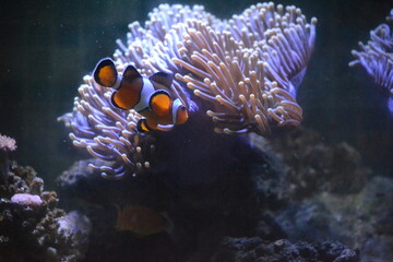 Fototapeta na wymiar Clown fish swimming before sea anemone.