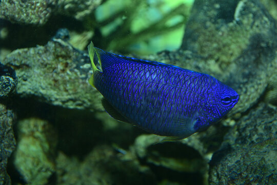 Blue damsel  turning its body in aquarium tank