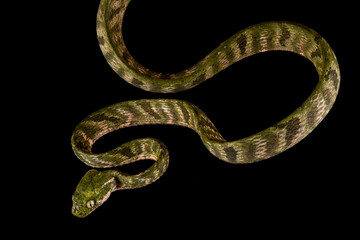 Bengkulu cat snake (Boiga bengkuluensis)