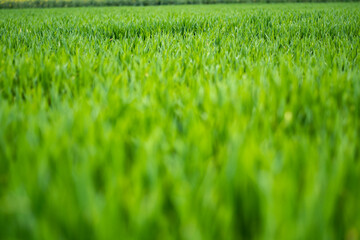 Grass pattern in the field near Ljubljana, Slovenia