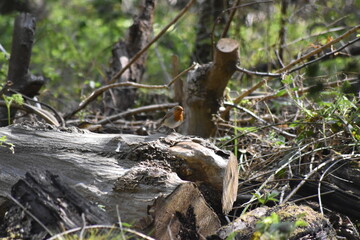 Beautiful birds enjoying the spring time warmth in Epping forest.