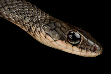 Fototapeta premium White-bellied rat snake (Ptyas fusca)