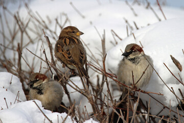 House Sparrows