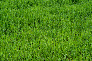 Obraz premium Grass pattern in the field near Ljubljana, Slovenia