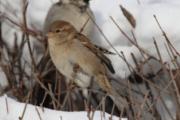 House Sparrows