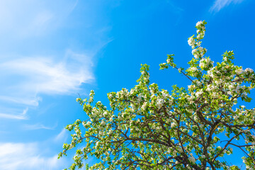 Flowering of the apple tree. Beautiful nature. Orchard. Blue sky with clouds. Russia, Europe.