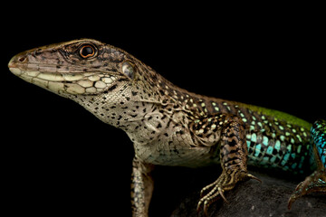 Giant ameiva (Ameiva ameiva)