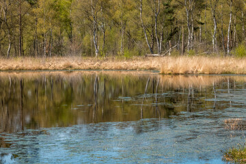 Heideweiher Naturschutz-und FFH-Gebiet Fürstenkuhle, Gescher