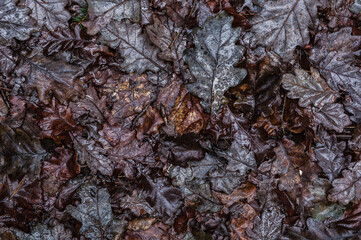 Background of brown autumn leaves