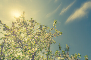 Flowering of the apple tree. Beautiful nature. Orchard. The sun shines through the branches. Blue sky with clouds. Russia, Europe.