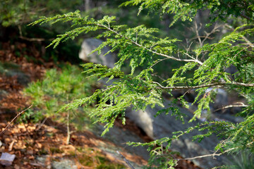 tree branch in the forest