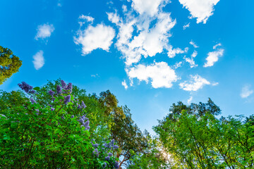 Fototapeta premium The sky with the tops of trees. View up from ground level. Beautiful nature. Mixed forest. Blue sky with clouds. Russia, Europe.