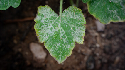 cucumber leaf damage from leaf miner worm. Selective Focus
