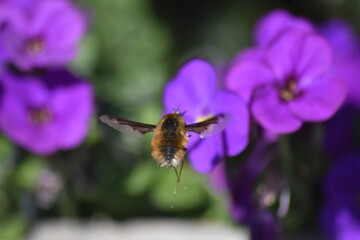 Cute bee pollinating purple flowers in spring.